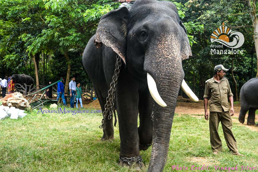 Sakrebailu Elephant Camp, Shimoga - AroundMangalore.com - Around Mangalore